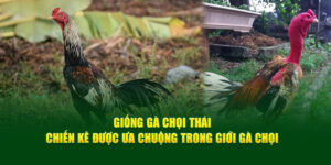 giong-ga-choi-thai-chien-ke-duoc-ua-chuong-trong-gioi-ga-choi